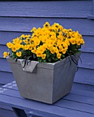 METAL CONTAINER PLANTED WITH YELLOW VIOLAS AND OPHIOPOGON PLANISCAPUS NIGRESCENS