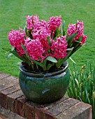 GREEN GLAZED POT WITH HYACINTH PINK PEARL