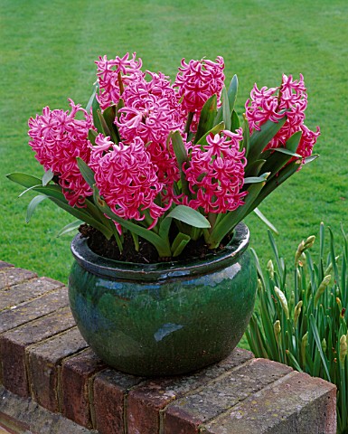 GREEN_GLAZED_POT_WITH_HYACINTH_PINK_PEARL