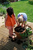 NANCY AND ROBBIE HARVESTING  VANESSA POTATOES FROM A TERRACOTTA POT