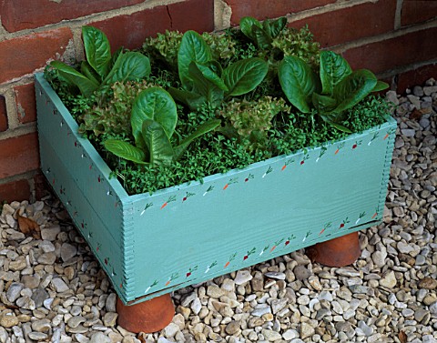 WINE_BOX_PLANTED_WITH_LOLLO_ROSSO_AND_LITTLE_GEM_LETTUCES