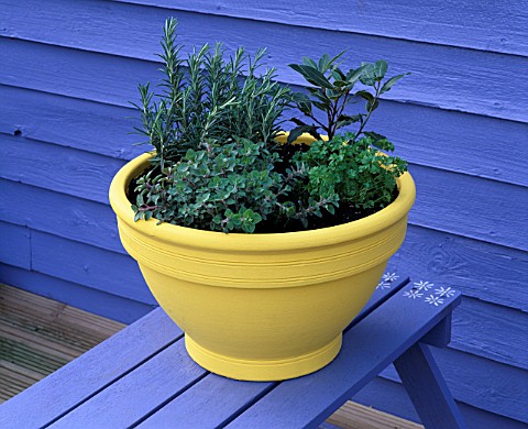 DECORATIVE_HERB_POT_WITH__ROSEMARY_BAY__MARJORAM_AND_PARSLEY