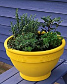 DECORATIVE HERB POT WITH  ROSEMARY BAY  MARJORAM AND PARSLEY