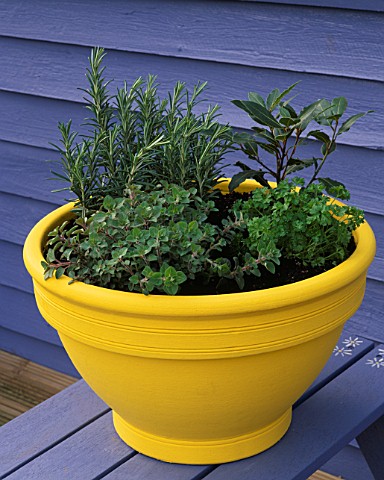 DECORATIVE_HERB_POT_WITH__ROSEMARY_BAY__MARJORAM_AND_PARSLEY