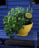 THE DECORATIVE YELLOW HERB POT PLANTED WITH  ROSEMARY BAY  MARJORAM AND PARSLEY
