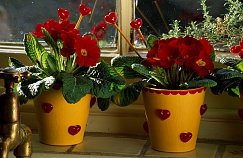 VALENTINE_POTS_YELLOW_TERRACOTTA_POTS_WITH_GLASS_HEARTS__PLANTED_WITH_RED_PRIMULAS_AND_WOODEN_STICKS