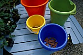 COLOURFUL SEASIDE BUCKETS WITH CROCS AT THE BOTTOM