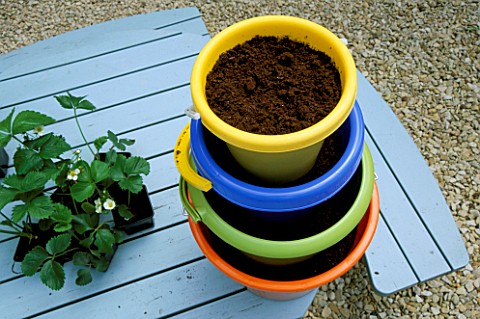 COLOURFUL_SEASIDE_BUCKETS_FILLED_WITH_COMPOST