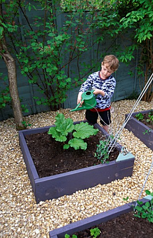 OLLIE_WATERING_RHUBARB__IN_THE_DECORATIVE_CHILDRENS_POTAGER