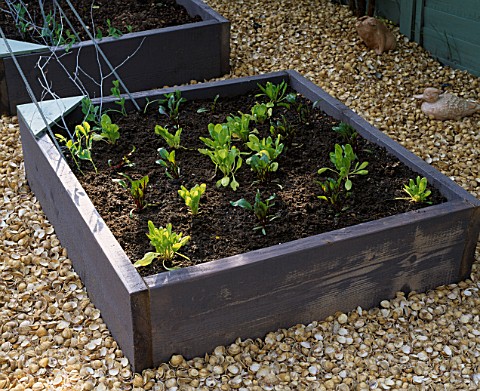 RAISED_BED_MADE_FROM_SCAFFOLDING_BOARDS_AND_PLANTED_WITH_SPINACH_AND_BEETROOT_SURROUNDED_BY_CRUSHED_