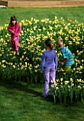 HARRIET  NANCY AND ROBBIE PLAY IN THE DAFFODIL MAZE IN GRASS MADE WITH NARCISSUS YELLOW CHEERFULNESS
