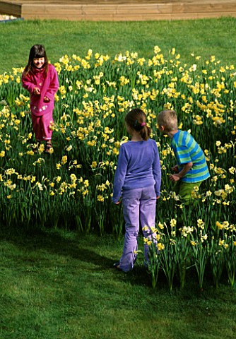 HARRIET__NANCY_AND_ROBBIE_PLAY_IN_THE_DAFFODIL_MAZE_IN_GRASS_MADE_WITH_NARCISSUS_YELLOW_CHEERFULNESS
