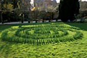 DAFFODIL MAZE IN GRASS MADE WITH NARCISSUS YELLOW CHEERFULNESS IN EARLY GROWTH STAGE WITH HARRIET