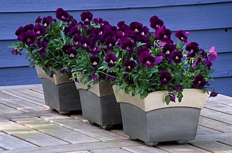 WOODEN_TABLE_WITH_METAL_POTS_PLANTED_WITH_VIOLA_PENNY_VIOLET_FLARE