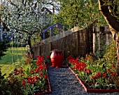 RED GARDEN: BLACK GLASS PATH WITH TULIP ROCOCO  EUPHORBIA FIREGLOW  RED AND BLACK POT WITH OPHIOPOGON PLANISCAPUS NIGRESCENS  BLUE GREENHOUSE  COX  APPLE TREE. CLARE MATTHEWS