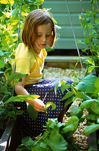 CONNIE_HARVESTING_SPINACH_IN_THE_CHILDRENS_POTAGER