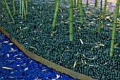 GLASS GARDEN:  BLUE MULCH AND GREEN MARBLES BENEATH BAMBOOS:  DESIGN BY ANDY CAO AND STEPHEN JERROM  USA