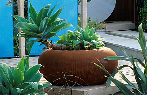 RUSTY_METAL_POT_PLANTED_WITH_AGAVE_ATTENUATA_CIRC_GARDEN__CHELSEA_2001__DESIGNER_ANDY_STURGEON