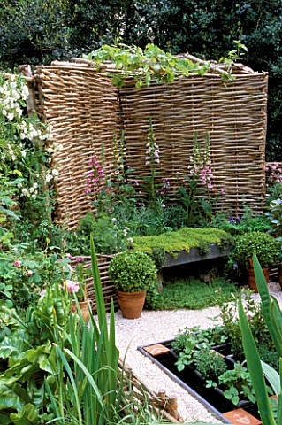 MEDIAEVAL_APOTHECARYS_GARDEN_WITH_WICKER_SCREEN__THYME_SEAT__BOX_BALL_IN_POT_AND_CRUSHED_SHELL_MULCH