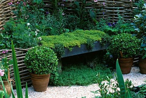 MEDIAEVAL_APOTHECARYS_GARDEN_WITH_WICKER_SCREEN__THYME_SEAT__BOX_BALLS_IN_POTS__FOXGLOVES_AND_CRUSHE