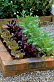 RAISED BRICK BED PLANTED WITH LETTUCE SEEDLINGS