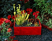 BOG IN A BOX: RED PAINTED WOODEN BOX   BLACK GLASS  CARNIVEROUS PLANTS: SARRACENIA FLAVA  SARRACENIA PURPUREA SSP PURPUREA  DROSERA CAPENSIS AND VENUS FLYTRAP (DIONAEA MUSCIPULA)