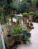 BACK GARDEN WITH MARBLE FLOOR  TERRACOTTA POTS WITH BOX BALLS  BLUE BENCH  TULIPS  WASHINGTONIA PALM BARBEQUE. DESIGNER: LISETTE PLEASANCE