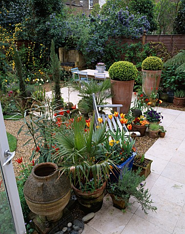 BACK_GARDEN_WITH_MARBLE_FLOOR__TERRACOTTA_POTS_WITH_BOX_BALLS__BLUE_BENCH__TULIPS__WASHINGTONIA_PALM