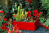 BOG IN A BOX: RED PAINTED WOODEN BOX  BLACK GLASS MULCH  CARNIVEROUS PLANTS (SARRACENIA FLAVA  SARRACENIA PURPUREA SSP PURPUREA  DROSERA CAPENSIS AND VENUS FLYTRAP