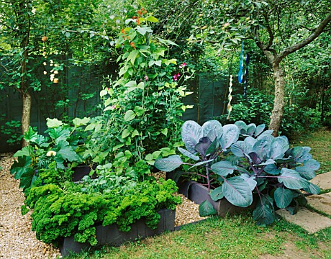 THE_DECORATIVE_CHILDRENS_POTAGER_WITH_PARSLEY__CABBAGE__RUNNER_BEANS_AND_COURGETTES