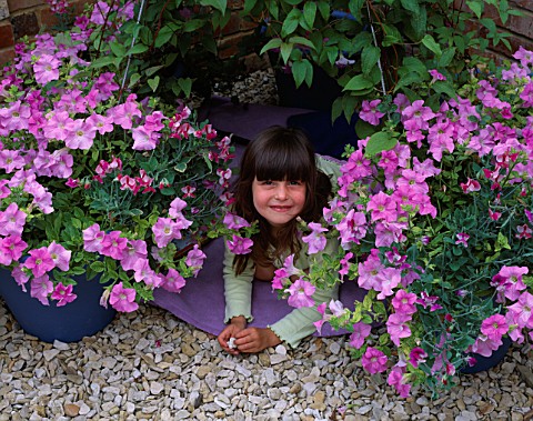 CLEMATIS_WIGWAM_NANCY_LOOKING_OUT_FROM_INSIDE_THE_WIGWAM_OF_CLEMATIS_SURROUNDED_BY_TERRACOTTA_POTS_P
