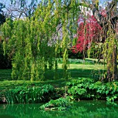 A WEEPING WILLOW AND BEHIND MALUS PROFUSION BY THE LAKE AT SCOTLANDS GARDEN  BERKSHIRE