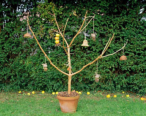 RUSTIC_BIRD_FEEDER_BRANCH__CONCRETED_INTO_TERRACOTTA_POT_AND_ADORNED_WITH_FIR_CONES__BOWS_OF_HAIRY_T