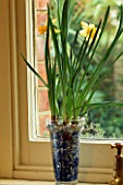 NARCISSI BESIDE THE WINDOW GROWN IN A GLASS JAR FILLED WITH CRUSHED CDS