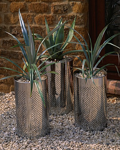 METAL_CONTAINER_IN_GRAVEL_GARDEN_PLANTED_WITH_AGAVE_AMERICANA_AND_ASTELIA_CATHAMICA_SILVER_SPEAR