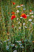 RED POPPIES  (PAPAVER RHOEAS) IN A NORTHAMPTONSHIRE MEADOW