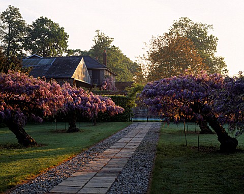 THE_WISTERIA_AVENUE_AT_ENGLEFIELD_HOUSE__BERKSHIRE