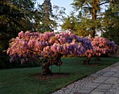 EARLY MORNING SUN ON A WISTERIA  AT ENGLEFIELD HOUSE  BERKSHIRE