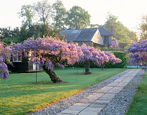 EARLY_MORNING_SUN_ON_THE_WISTERIA__AVENUE_AT_ENGLEFIELD_HOUSE__BERKSHIRE