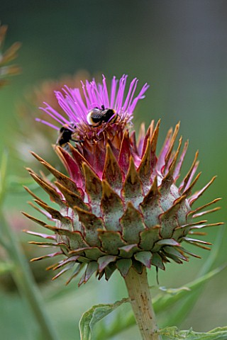BEES_ON_A_CARDOON_FLOWER