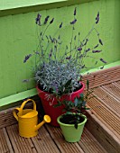 CHILDRENS DECKING GARDEN: PINK POT PLANTED WITH LAVANDULA SAWYERS   YELLOW WATERING CAN AND GREEN POT WITH BAY TREE. DESIGNER: CLARE MATTHEWS