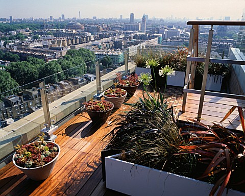 AFRICAN_THEMED_ROOF_TERRACE_VIEW_OVER_LONDON_MIXED_SEMPERVIRENS__PHORMIUM_TENAX__P_PLATTS_BLACK__AGA