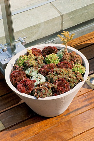 AFRICAN_THEMED_ROOF_TERRACE_CREAM_CONCRETE_PLANTER__PLANTED_WITH_ASSORTED_SEMPERVIVUMS_DESIGN_S_WOOD
