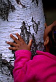 ANNA NYUN FORBANGTOUCHING A SILVER BIRCH TREE