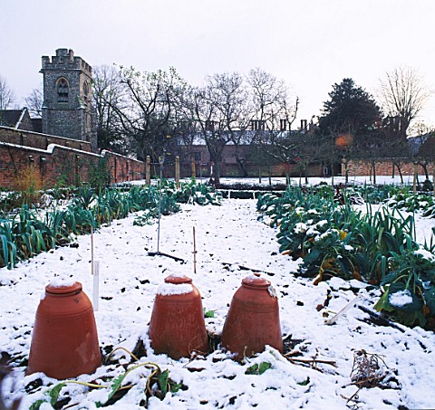 THE_KITCHEN_GARDEN_IN_SNOW__WITH_SEAKALE_POTS_IN_THE_FG_CHENIES_MANOR_HOUSE_GARDENS__BUCKINGHAMSHIRE
