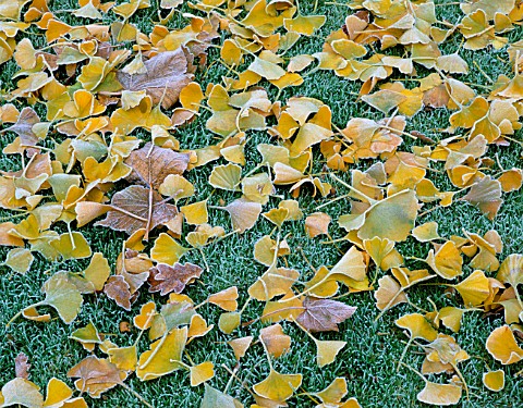 FROSTED_LEAVES_OF_GINKGO_BILOBA_ON_THE_LAWN_AT_ENGLEFIELD_HOUSE__BERKSHIRE