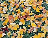 FROSTED LEAVES OF GINKGO BILOBA ON THE LAWN AT ENGLEFIELD HOUSE  BERKSHIRE