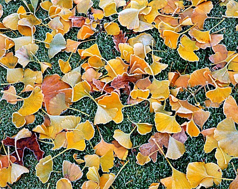 FROSTED_LEAVES_OF_GINKGO_BILOBA_ON_THE_LAWN_AT_ENGLEFIELD_HOUSE__BERKSHIRE