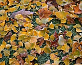 FROSTED LEAVES OF GINKGO BILOBA ON THE LAWN AT ENGLEFIELD HOUSE  BERKSHIRE