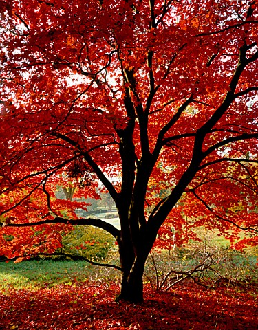 A_BEAUTIFUL_JAPANESE_MAPLE_IN_AUTUMN_COLOUR_IN_THE_WOODLAND_AT_ENGLEFIELD_HOUSE__BERKSHIRE